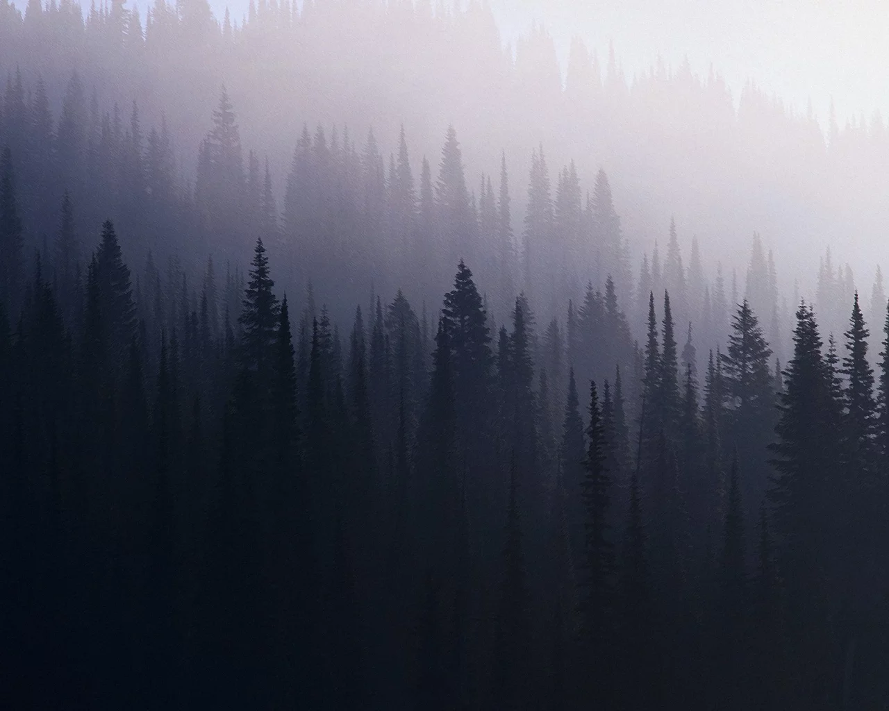 лес, туман, ель