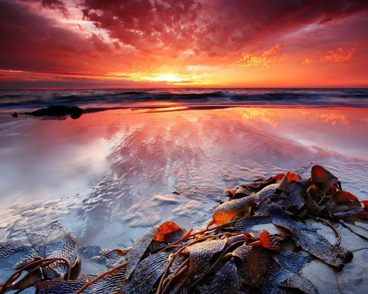закат, берег, водоросли, море