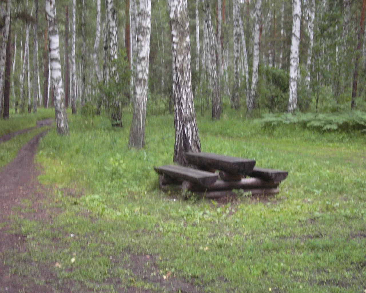 береза, скамейка, сибирь, лес
