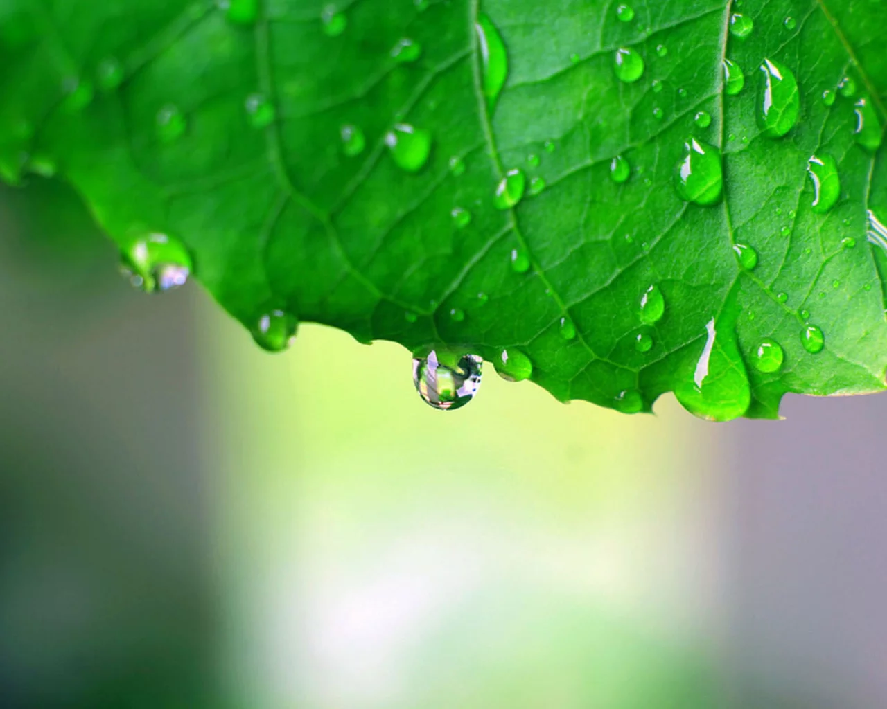 green macro, обои, капли, макро фото, зелёный, листья