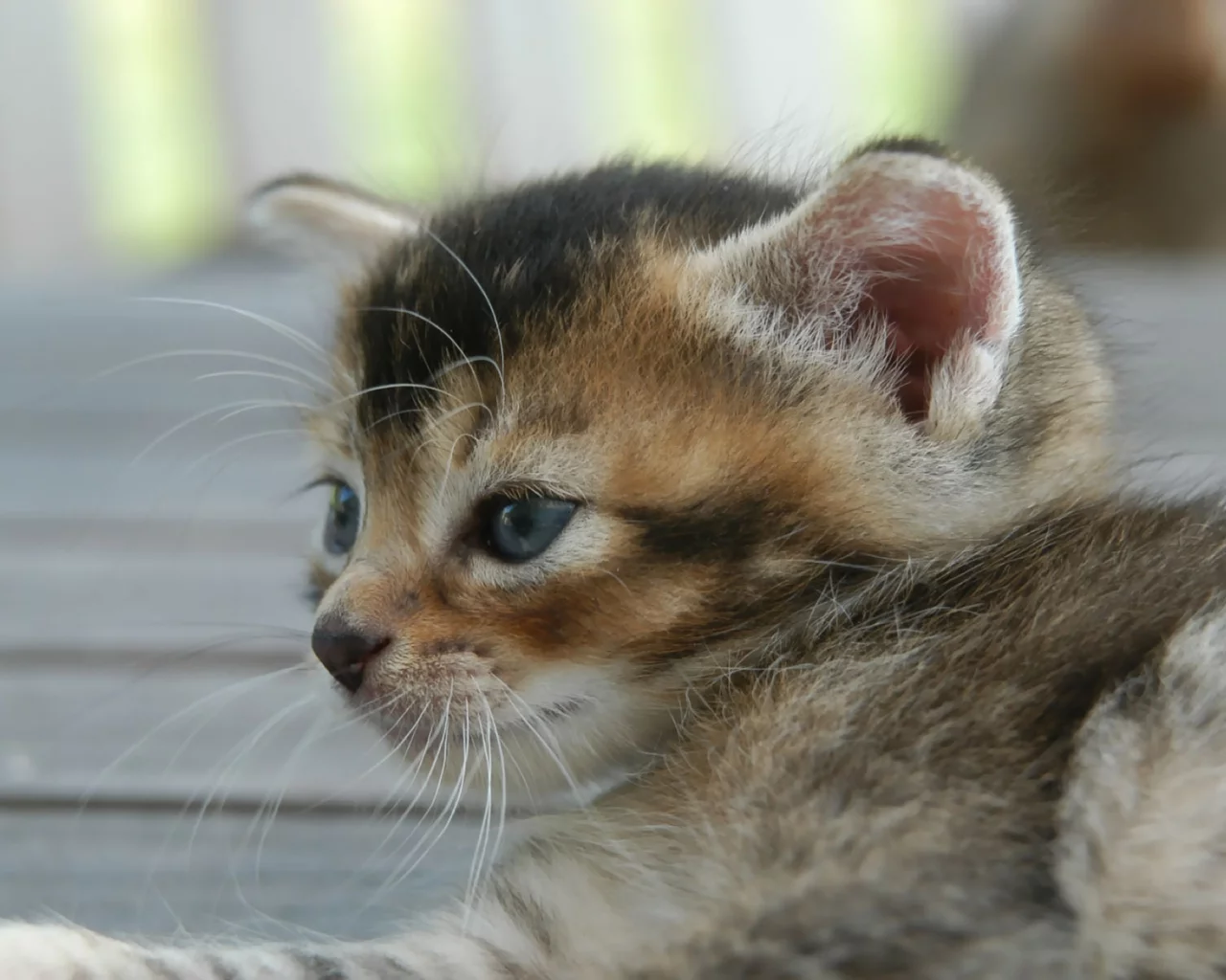 котенок, обои, улица
