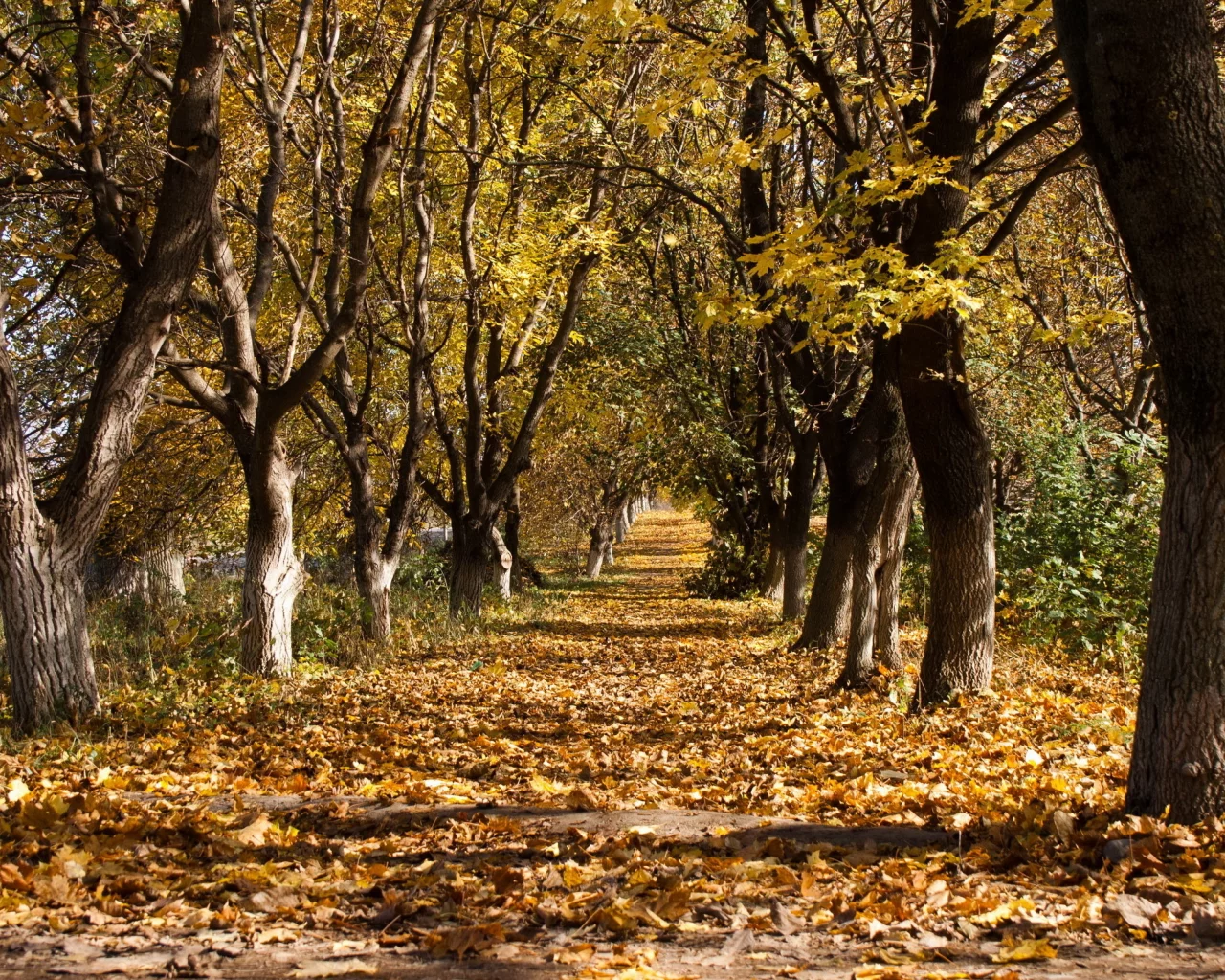 листья, деревья, осень