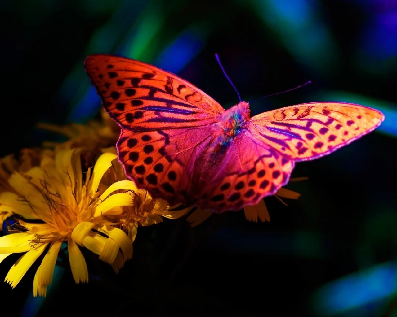 бабочка, butterfly, цветок, flower