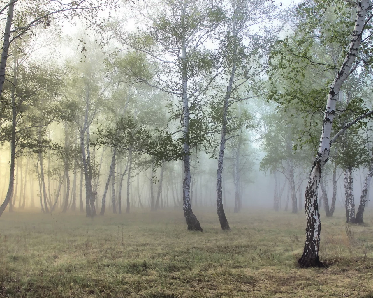 берёзы, лес, роща