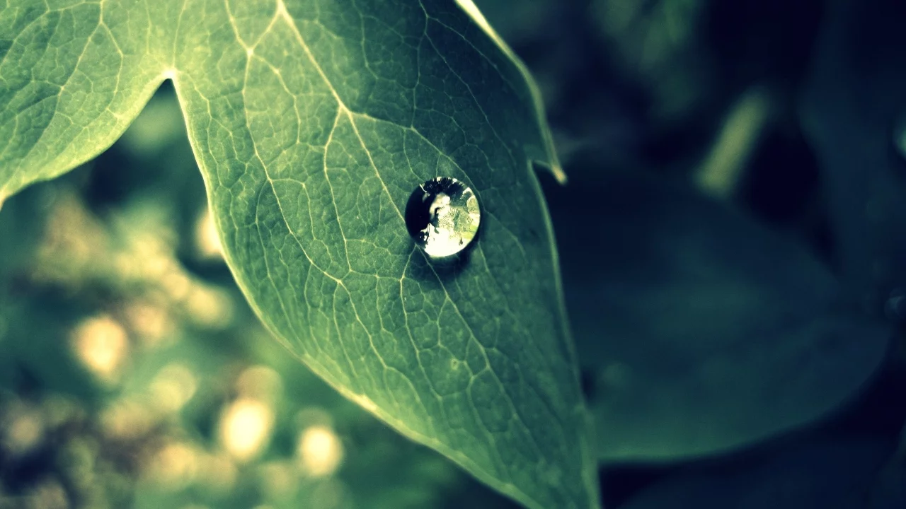 лист, капля, природа, зелень, макро, green