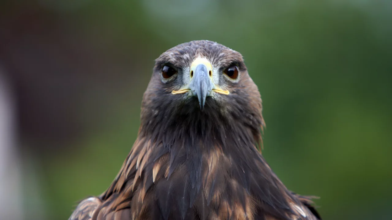 орел, птица, хищная, birds of prey