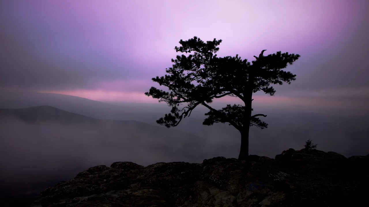 небо, дерево, свет, природа, горы, 2560x1600, twilight, туман, nature, пейзаж, сумерки, tree, fog, rocks, landscape, sky, скалы, light, mountains