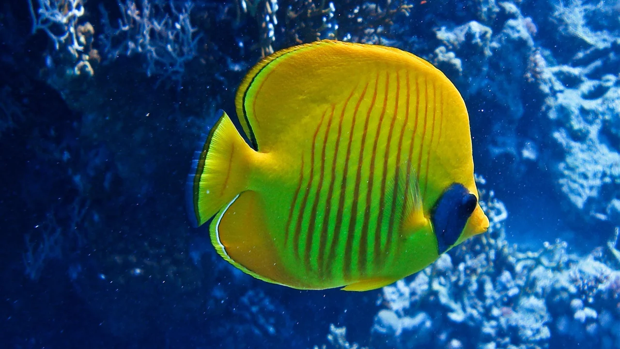 море, коралы, рыбка