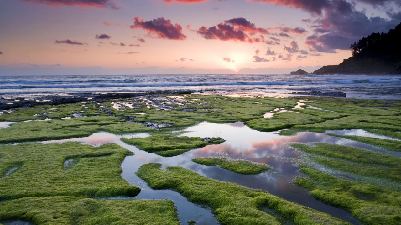 небо, море, водоросли