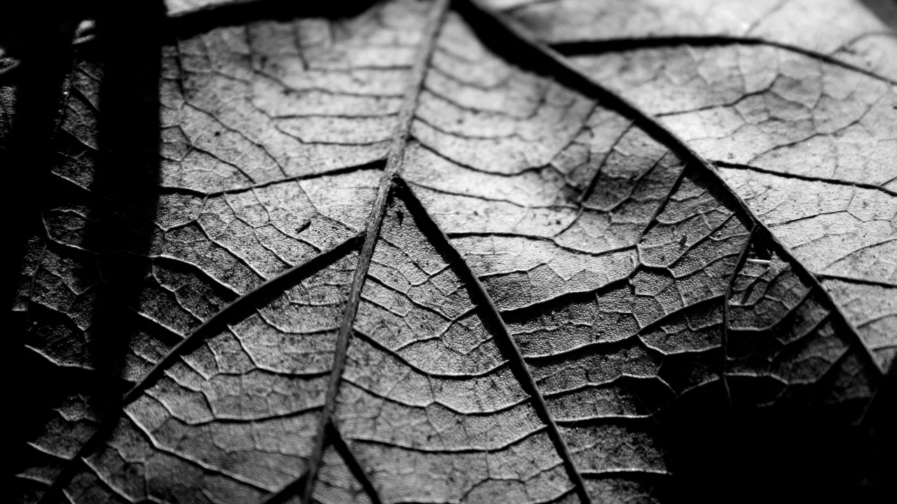 листик, обои, сухой, чб, макро, фото, wallpapers