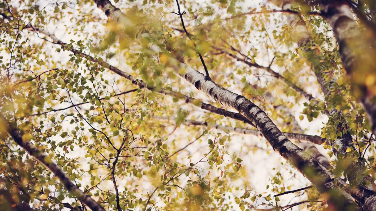 листва, ветки, лето, nature, природа, кроны, листья, деревья, березы