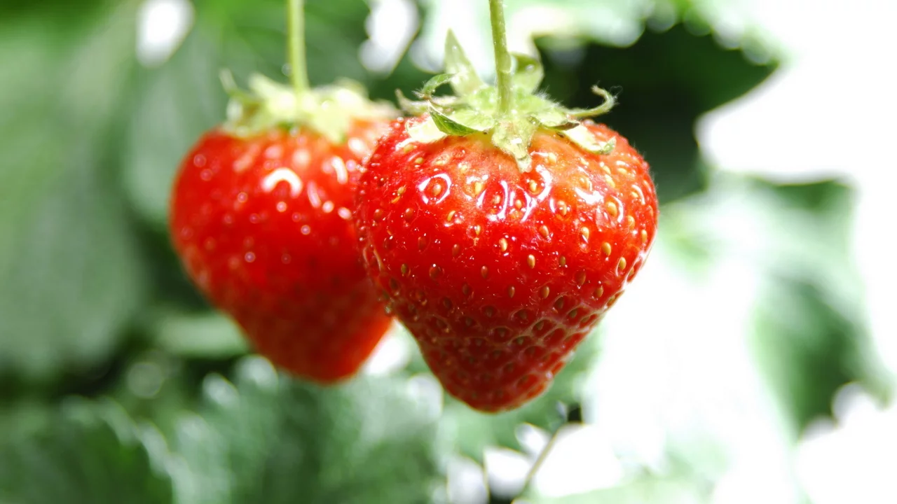 ягоды, 2560x1600, клубника, macro, vitamines, макро, фрукты, fruits, strawberry, витамины, berries