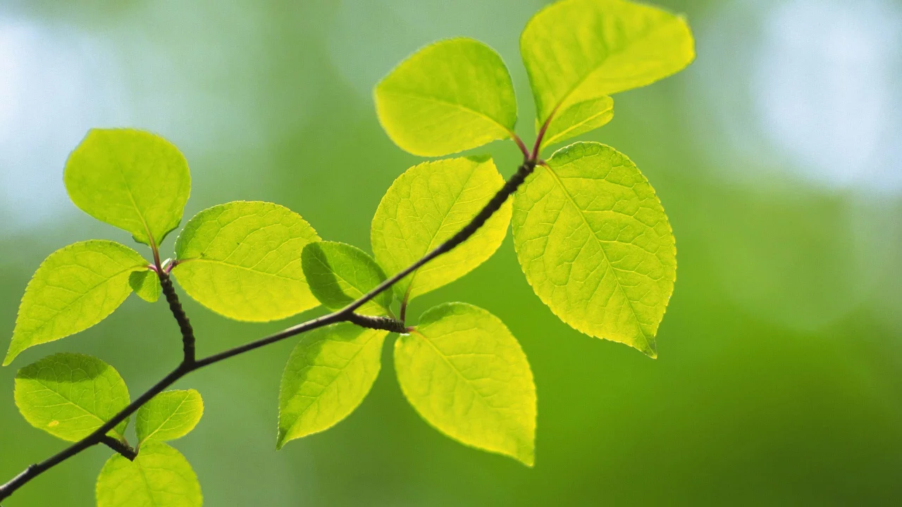 spring, макро, природа, зеленые, green, листья, ветка, зелень, цвет, весна