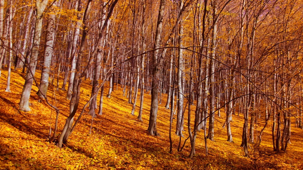 осень, листья, лес