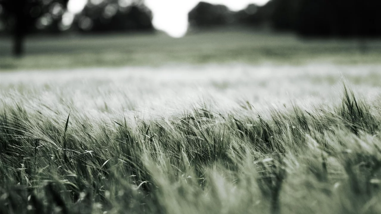 колоски, макро, луг, трава, nature, природа