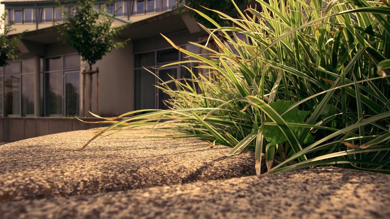 grass, трава, макро, деревья, trees, sidewalk, 2560x1600, дом, house, macro, тротуар, edge, бордюр