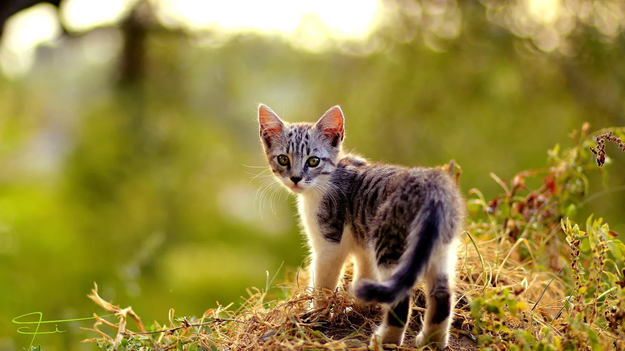 лето, кошка, природа