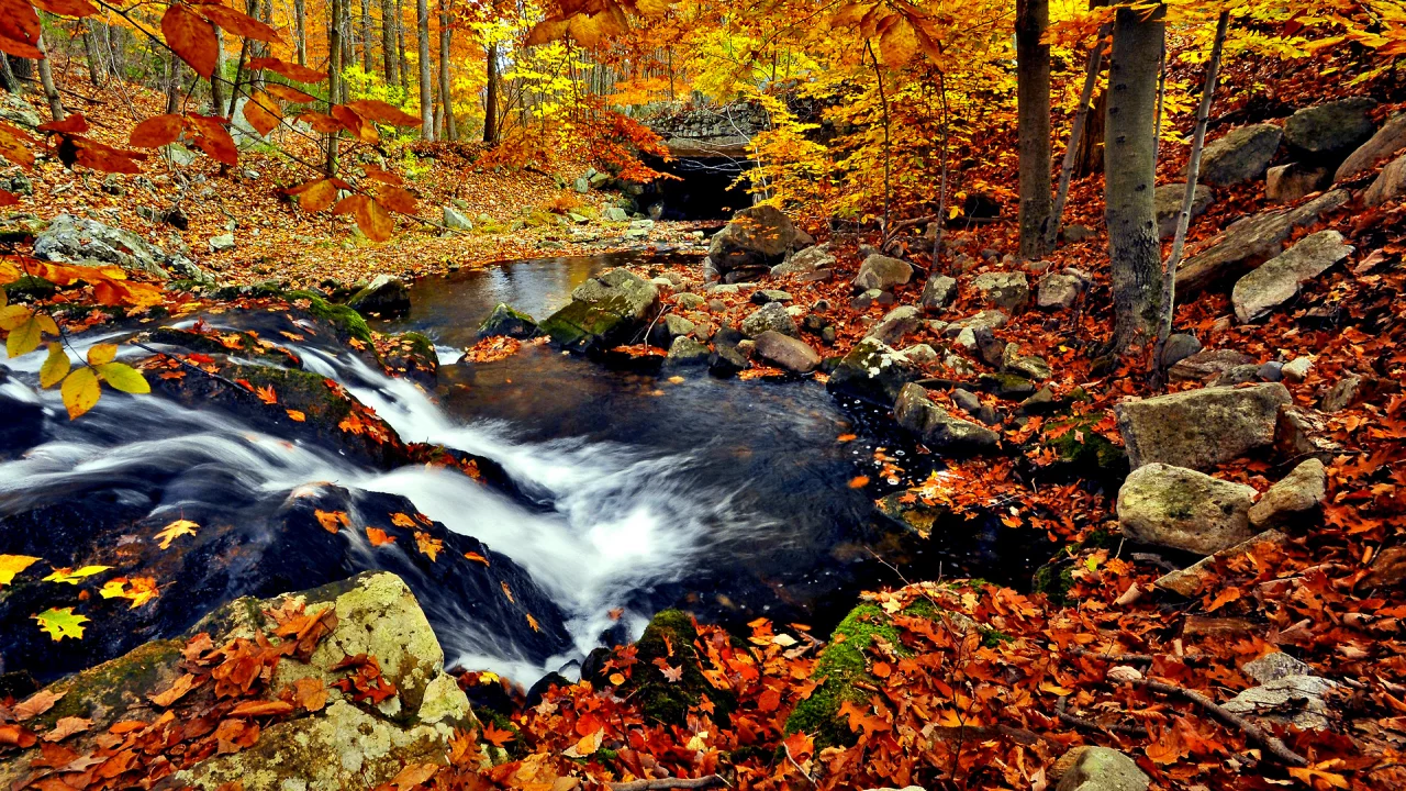 ручей, листва, река, осень, природа