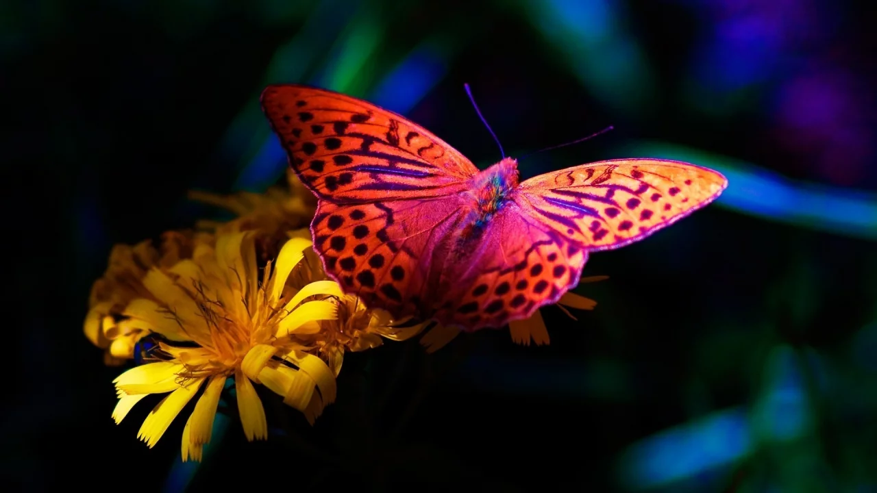 бабочка, butterfly, цветок, flower