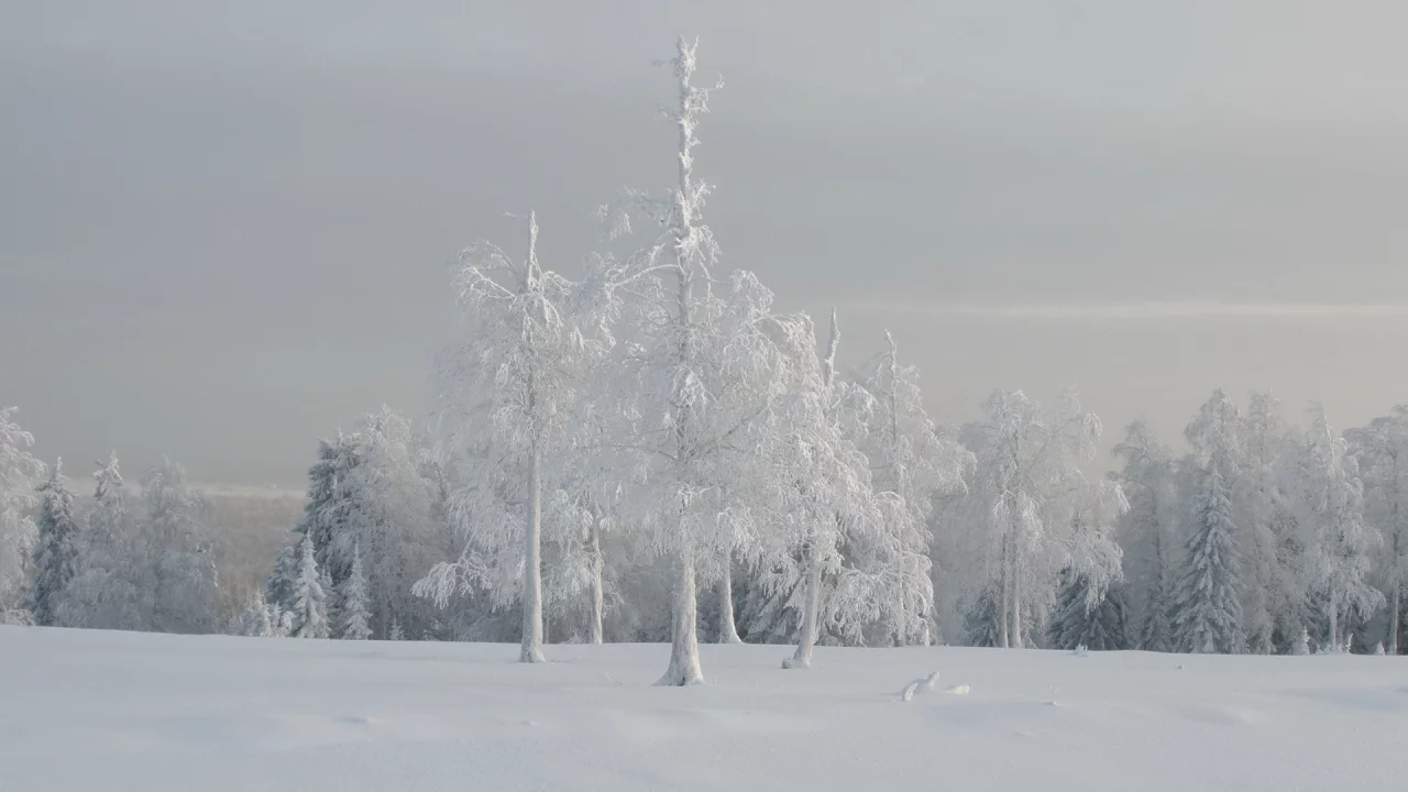 туман, деревья, зима, пейзаж