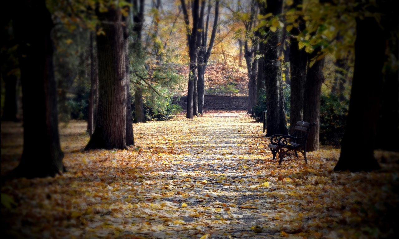 аллея, сквер, скамейка, листья, деревья, парк, осень