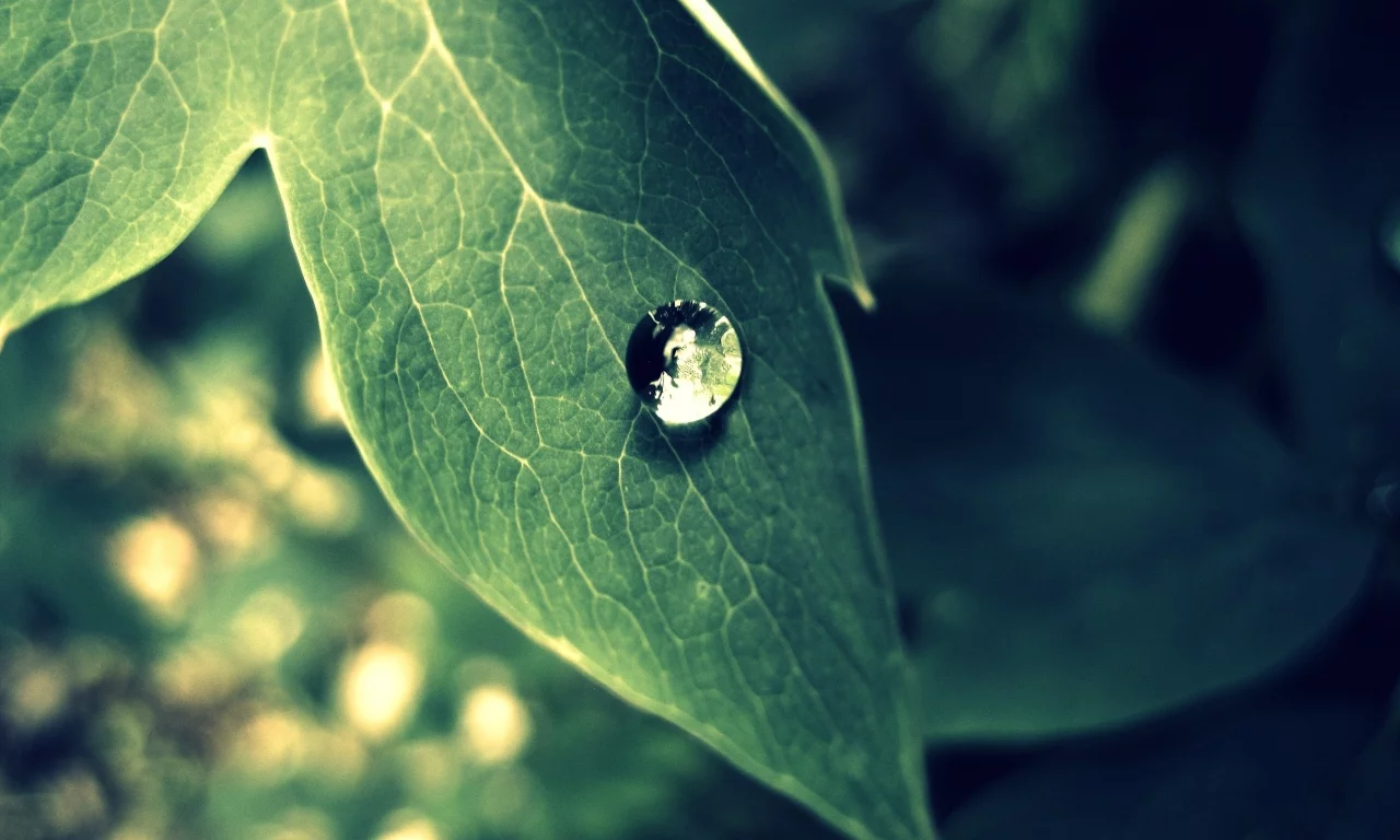 лист, капля, природа, зелень, макро, green