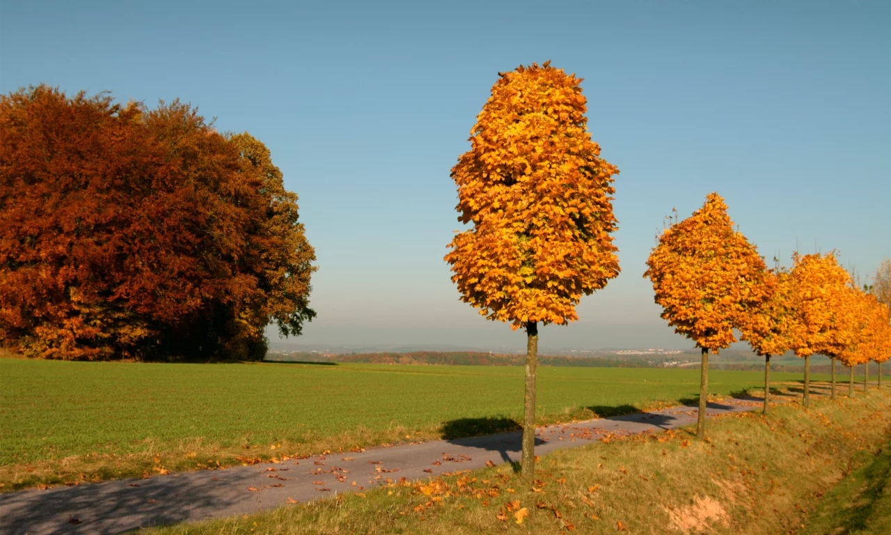 yellow, trees, осень