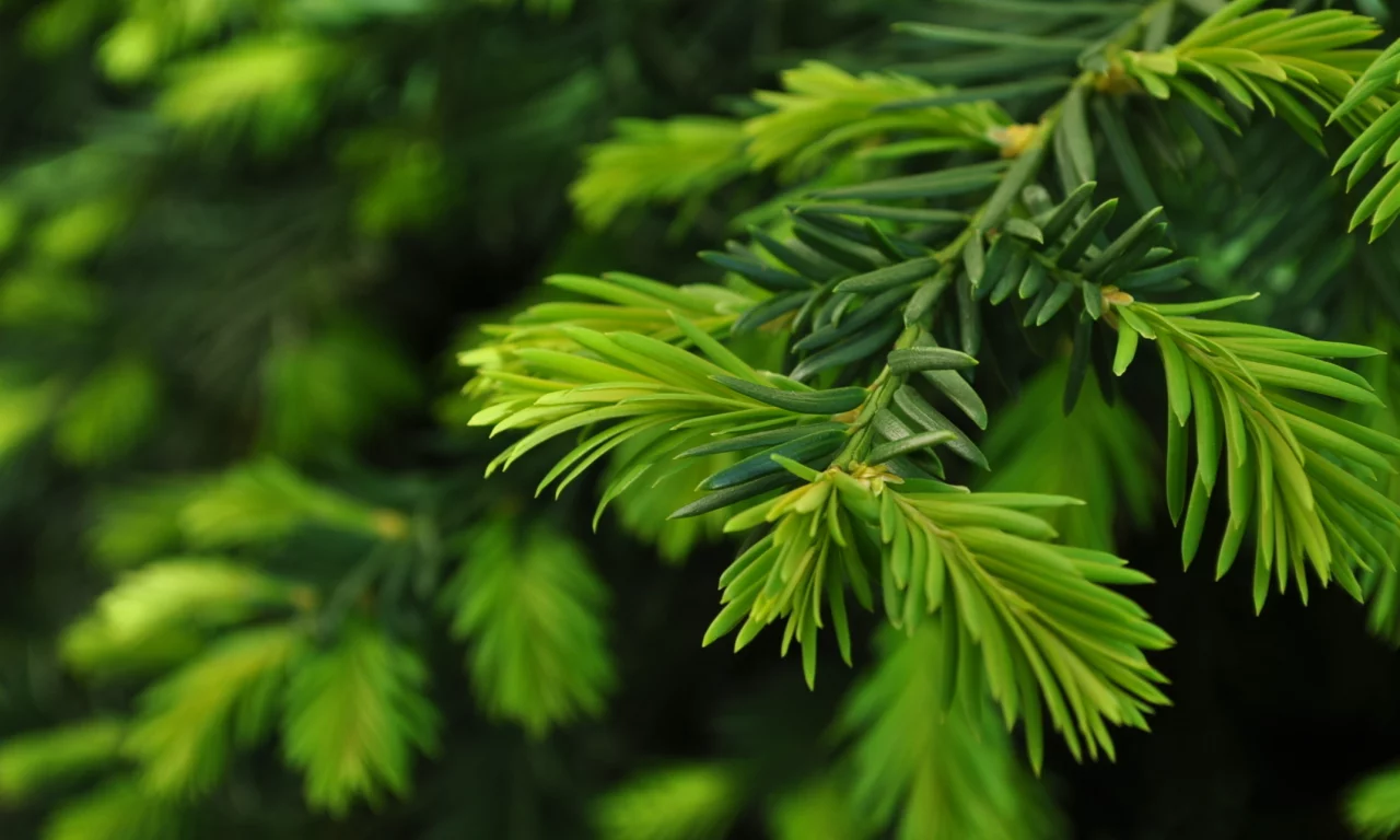 close up, ветка, green pine, природа