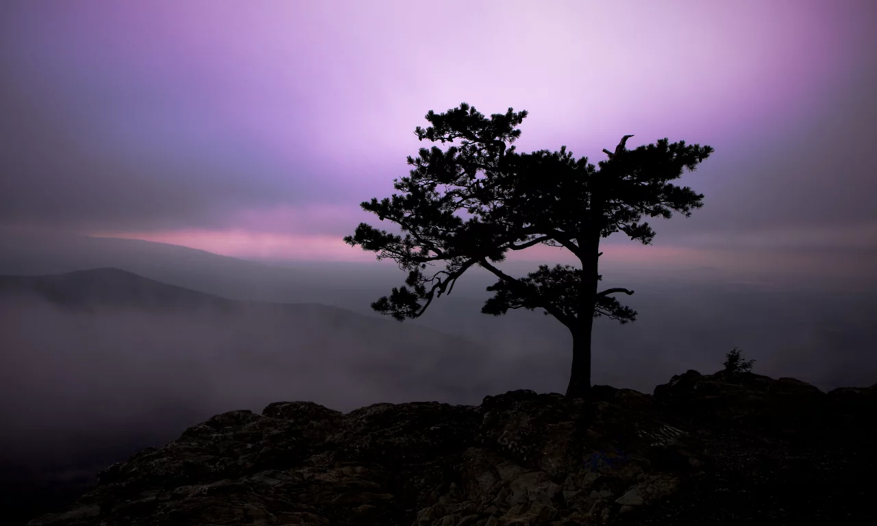 небо, дерево, свет, природа, горы, 2560x1600, twilight, туман, nature, пейзаж, сумерки, tree, fog, rocks, landscape, sky, скалы, light, mountains