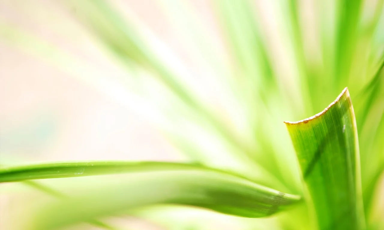 макро, растение, green, листья, размытость, зеленый, зелень