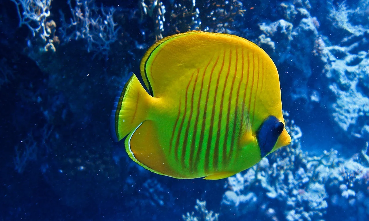 море, коралы, рыбка