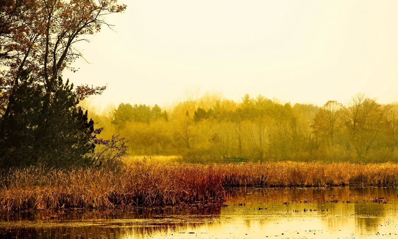 лес, деревья, тина, болото, камыши, озеро