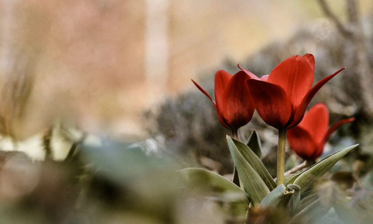 бутоны, лето, цветы, лепестки, тюльпаны, макро, flowers, трава, кусты