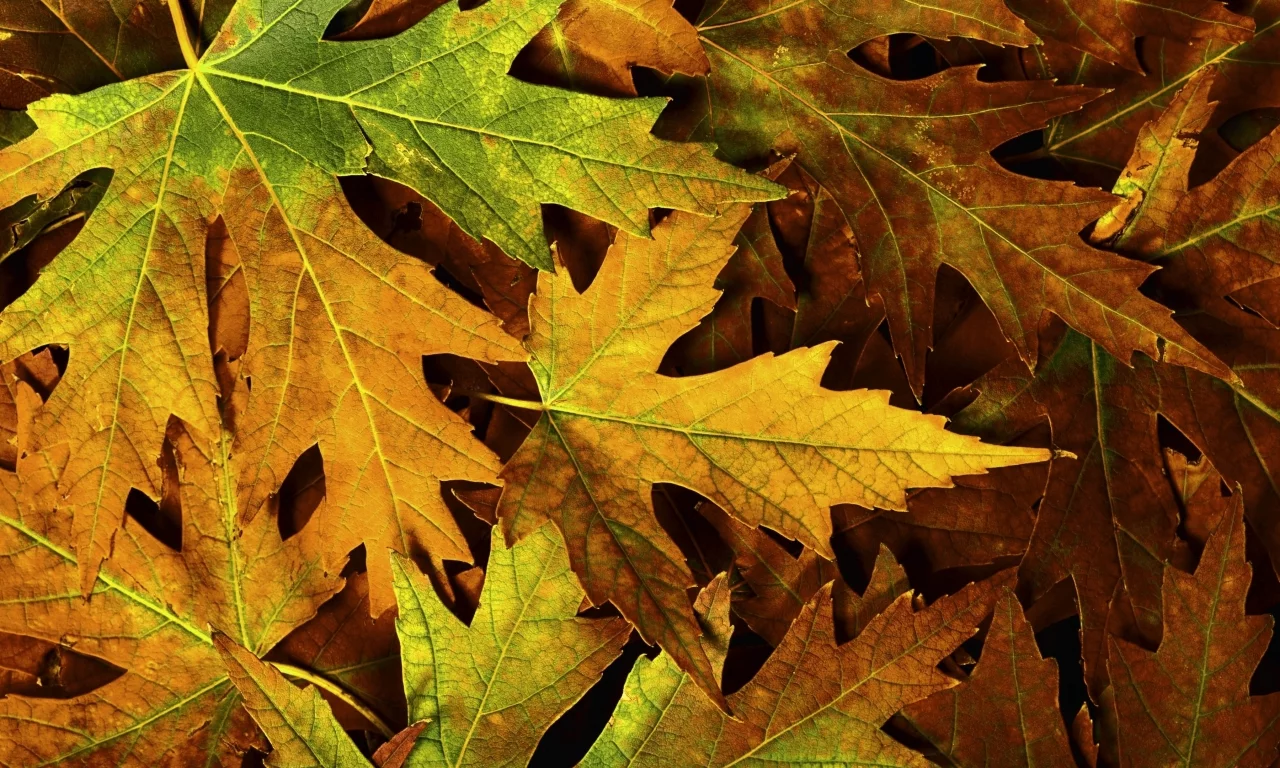 листва, макро, фото, листья, macro, autumn, осень, природа