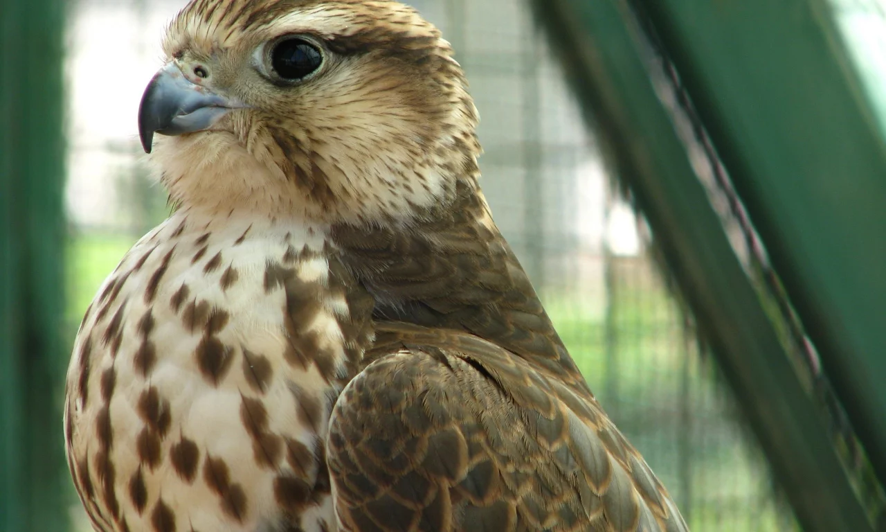 хищник, кречет, merlin, птица