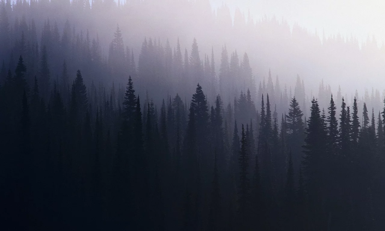 лес, туман, ель