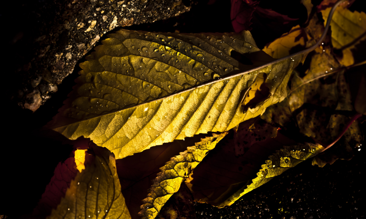 макросъемка, фото, ракурс, капли, свет, листья, осень
