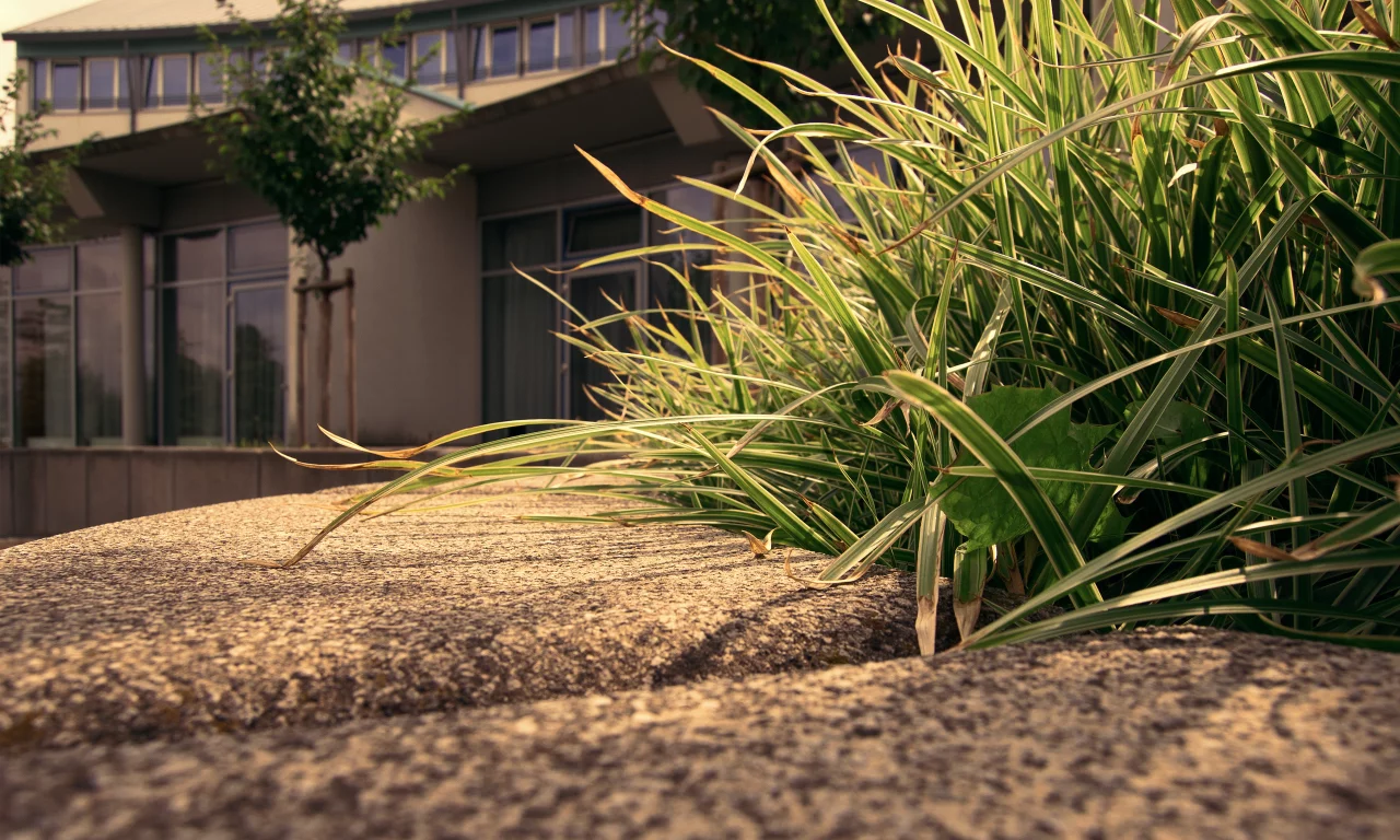 grass, трава, макро, деревья, trees, sidewalk, 2560x1600, дом, house, macro, тротуар, edge, бордюр