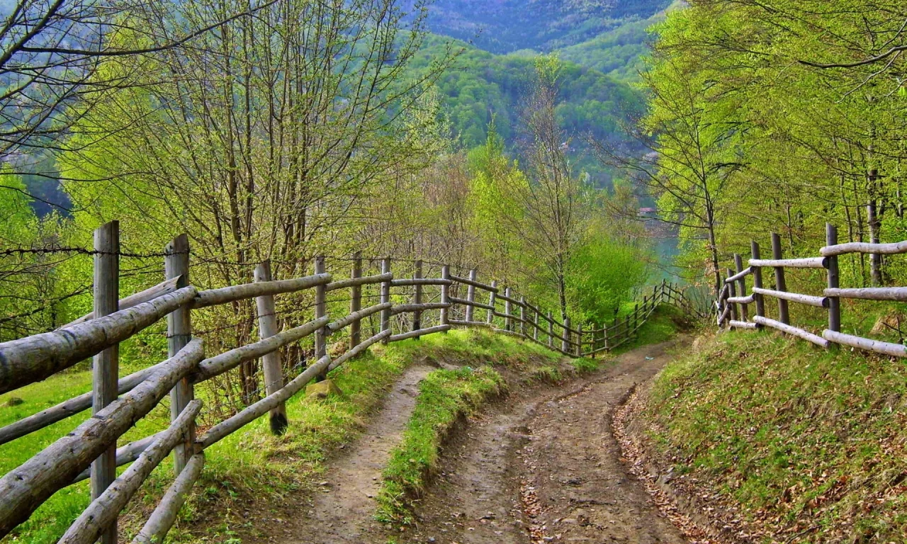 дорога, лето, забор