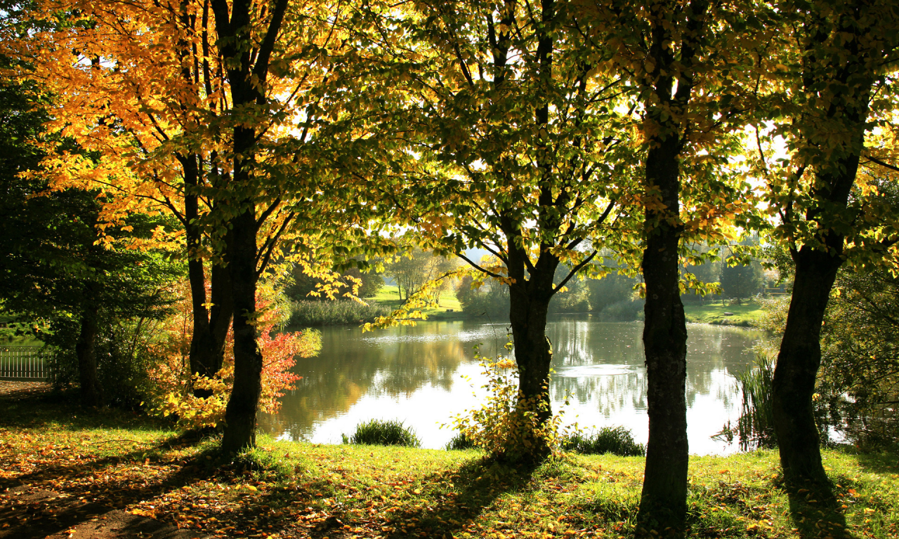 сквозь листву, пруд, осень, солнечный, тени, свет, деревья