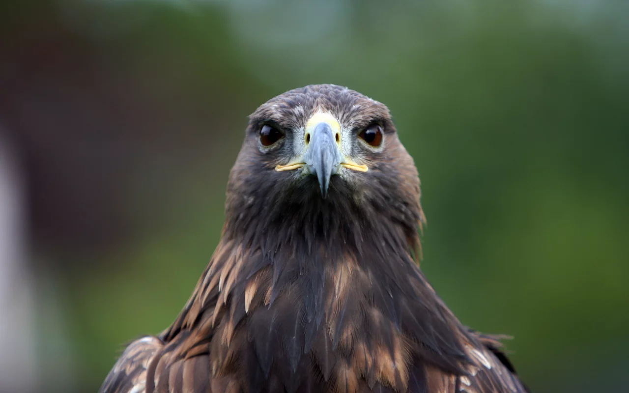 орел, птица, хищная, birds of prey