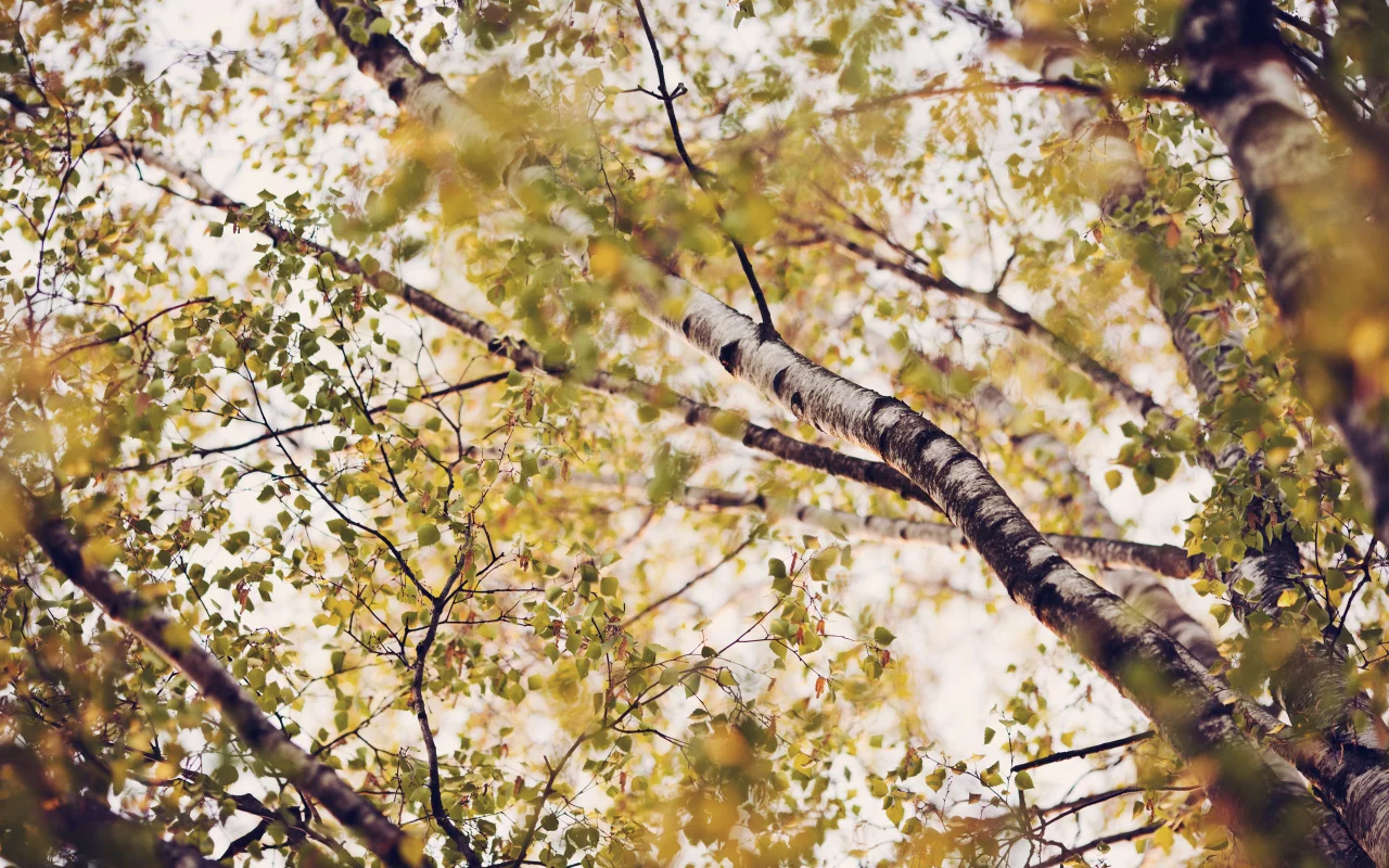 листва, ветки, лето, nature, природа, кроны, листья, деревья, березы
