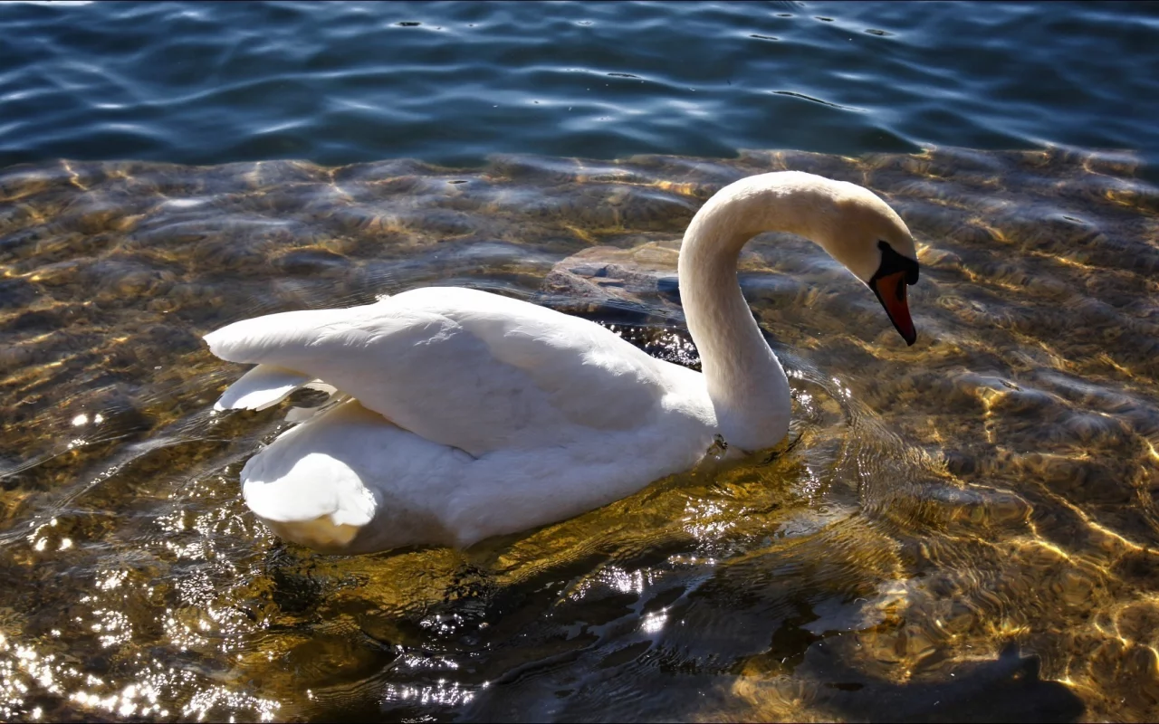 птица, белый, вода, лебедь