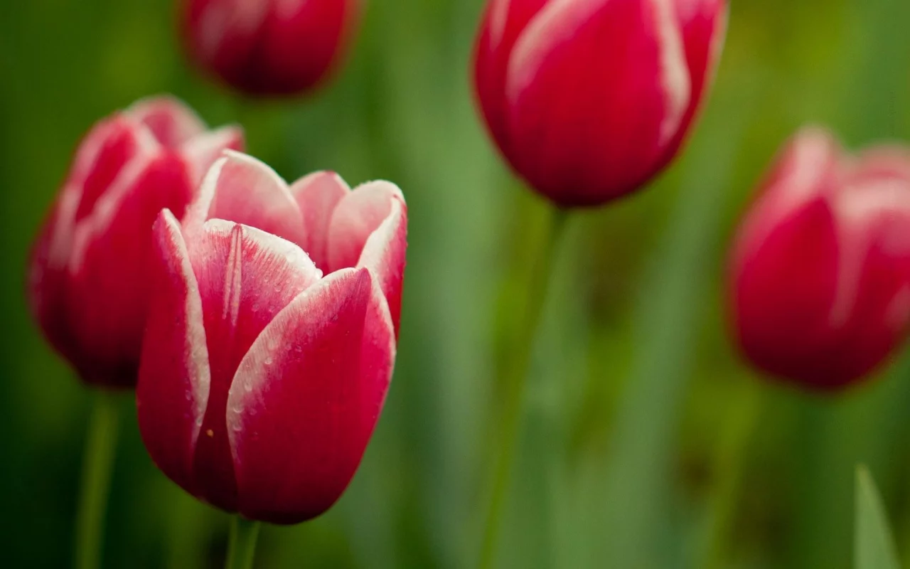 цветы, тюльпаны, flower, стебли, лепестки