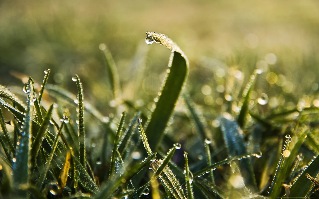 макро, природа, роса, трава, зелень, капли, green