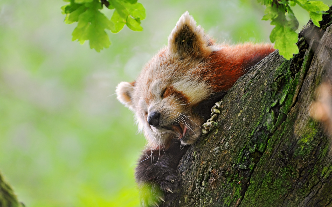 fire fox, red panda, зивает, панда красная, сонная, на дереве