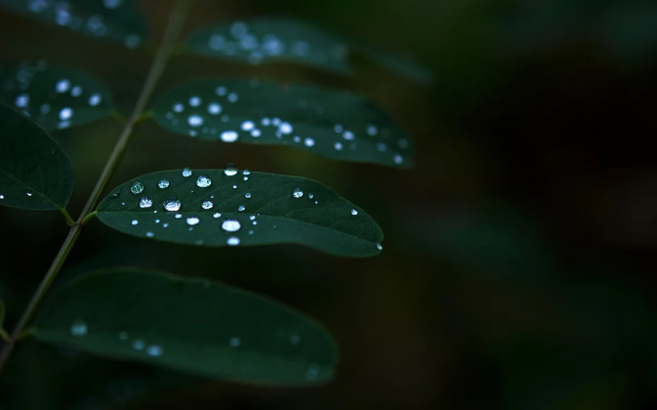 листья, растение, темнота, роса, green, вода, зелень, природа, капли, зеленый, макро