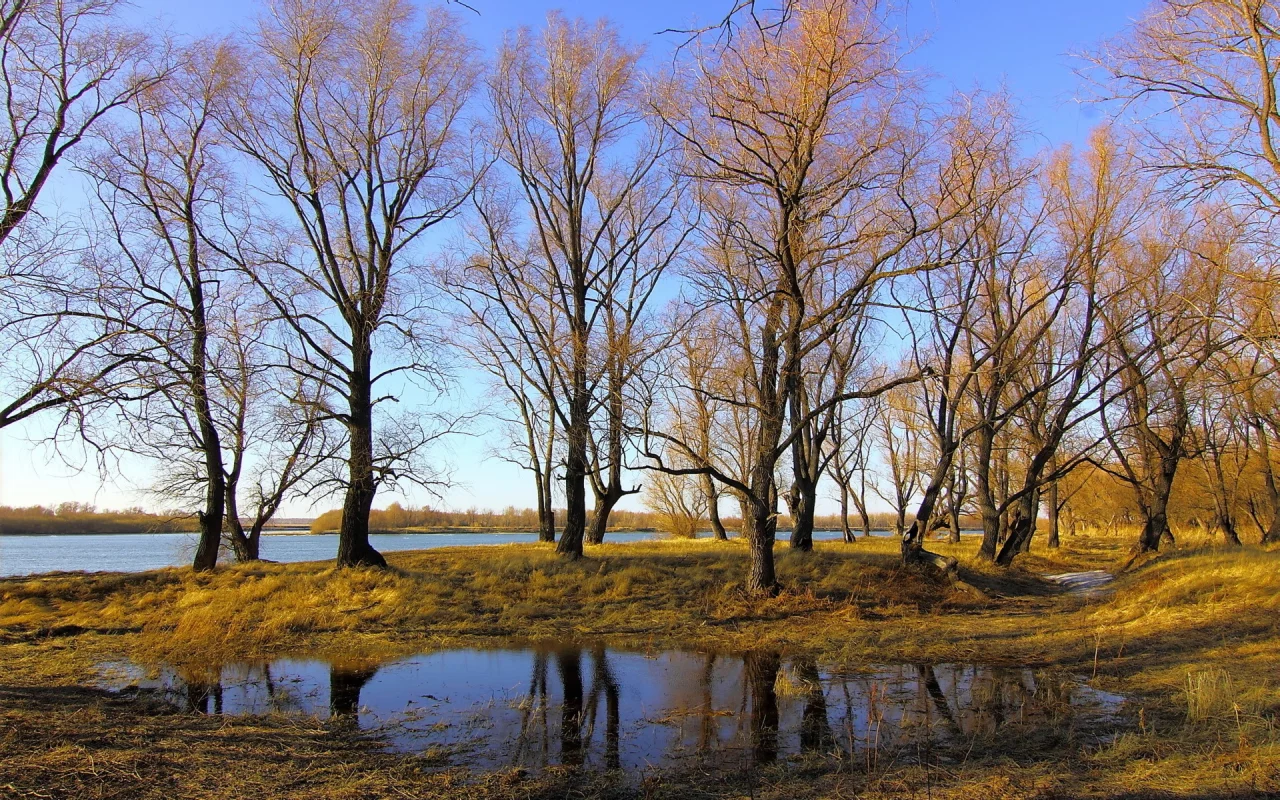 осень, река, деревья