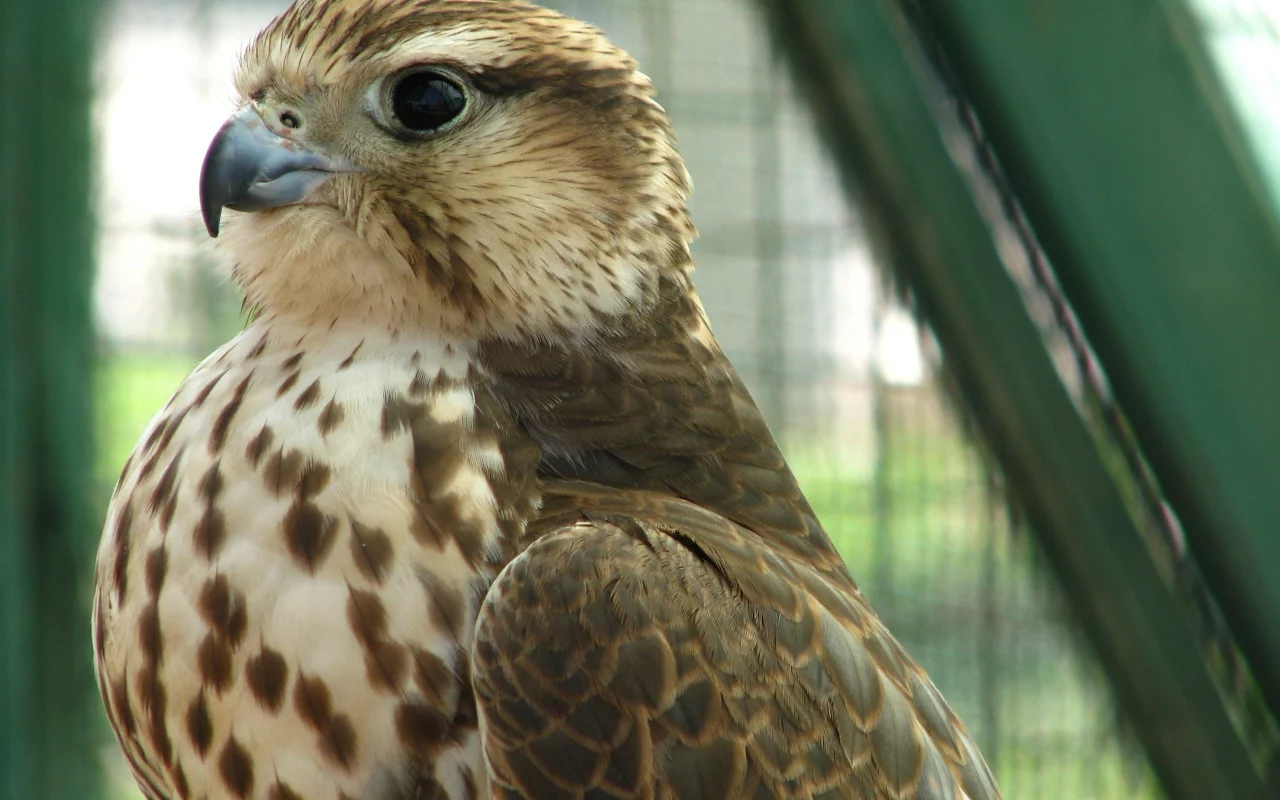 хищник, кречет, merlin, птица