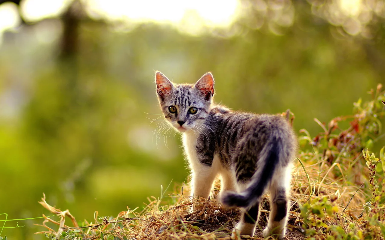 лето, кошка, природа